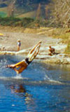 swing into some river swimming